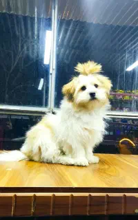 شیتزو سوپر فلت