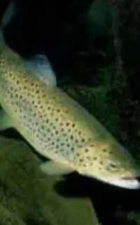 فروش ماهی قزل آلا