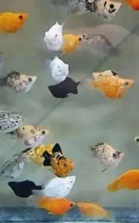 انواع ماهی ها