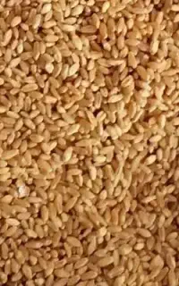 گندم