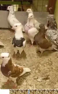 کبوترپرشی دونه ای۱۵۰