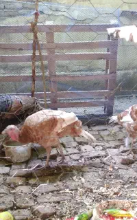 بوقلمون بوربورن