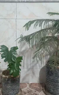 گل کاج