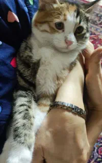 گربه DSH ماده