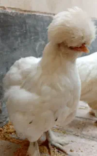 جوجه سلطان چهار عدد