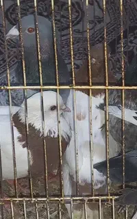 کبوتر