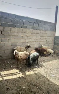 فروش ۳راس میش بره دار