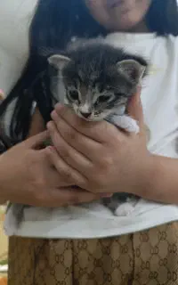 گربه