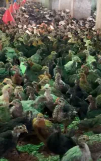 جوجه محلی  پاسیاه  60روزه (صنایع مرغ کردستانی )