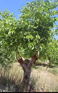 پیوند زنی