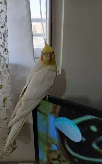 عروس هلندی گمشده
