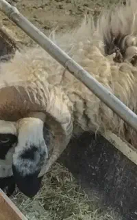 بره چاق