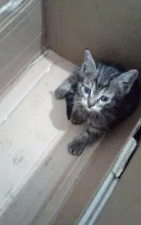 شرایط نگهداری ندارم