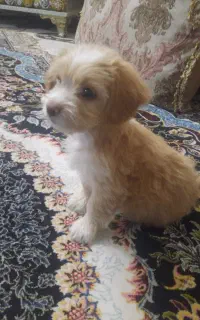 سگ پامر