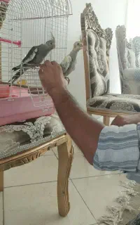 جوجه عروس هلندی دستی