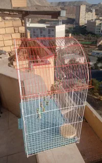 قفس بزرگ عروس و طوطی