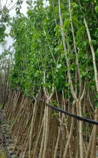 فروش نهال ودرخت درخمینی شهر واصفهان