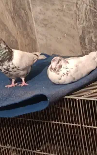 کفتر