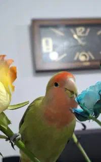 پرنده