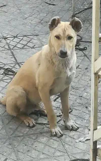 سگ نگهبان واگذاری