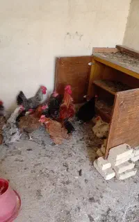 تعداد۱۸تا‌مرغ‌بالغ موجود است