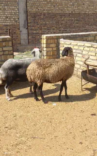 2راس گوسفند۵۵کیلوگوشتی