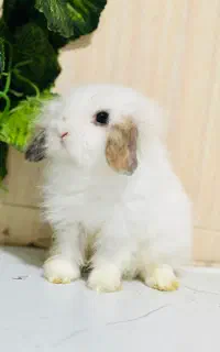 خرگوش