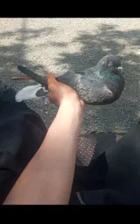 کبوتر ماده پاپر