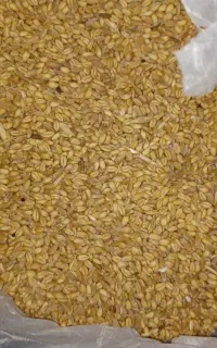 گندم پیشگام