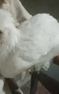جوجه سفید گم شده