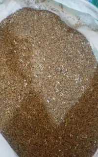 بذر یونجه