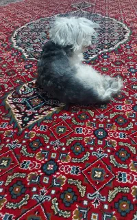 گم شده