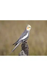 عروس هلندی نر سخنگو