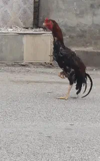خروس لاری