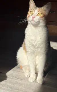 واگذاری رایگان گربه ماده