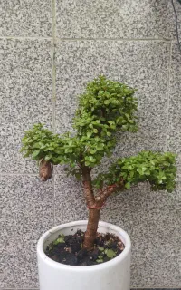 بنسای خرفه ای )پورتولاکاریا افرا