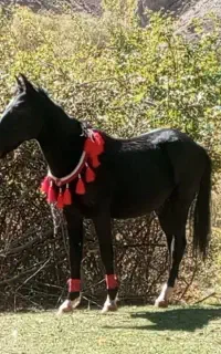 کره اسب پنج نشان معاوضه با مادیان