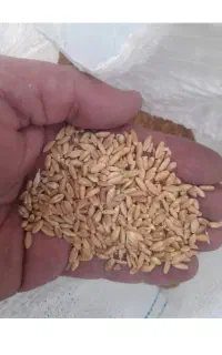 گندم دیم فریدن مناسب آرد به شرط
