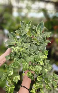 گل‌هات رو احیا می‌کنم / گل کاری آپارتمان و باغچه