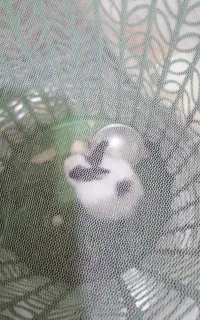 خرگوش