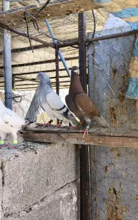 پلاکی و شهری