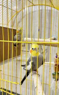 جفت عروس هلندی سخنگو