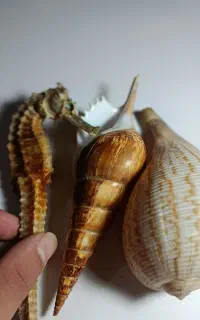 صدف دریایی