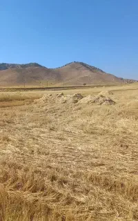 کاه گندم درجه یک