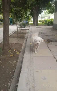 سگ خانگی تربیت شده و بسیار یازیگوش