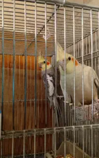 عروس هلندی