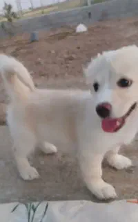 پامر واکسن زده