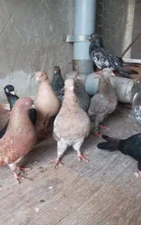 فروش تعدادی کبوتر کله ای وزارت آبادانی