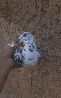 ماده آس