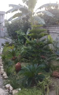 سیکاس از بزرگ و کوچک دونه ایی یه تومن